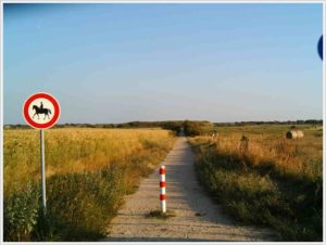 Hundeauslaufgebite an der Ferienwohnung auf Sylt mit Hund https://www.sylter-deichwiesen.de/urlaub-auf-sylt-mit-hund/